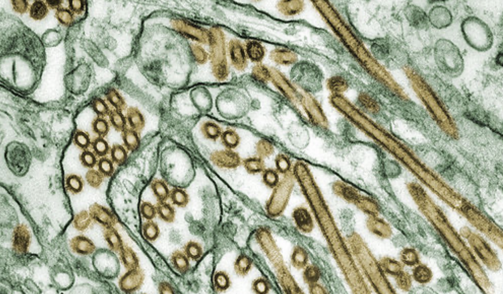 Influenza A